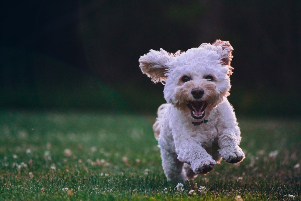 Donos de cachorro têm menos chances de ter doenças cardíacas