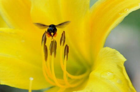 Saúde: o que fazer após uma picada de abelha