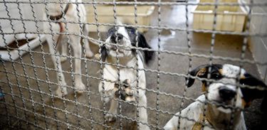 Comissão analisa projeto que aumenta pena para maus-tratos a animais