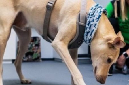 Aeroporto usa cachorros para identificar viajantes com covid-19