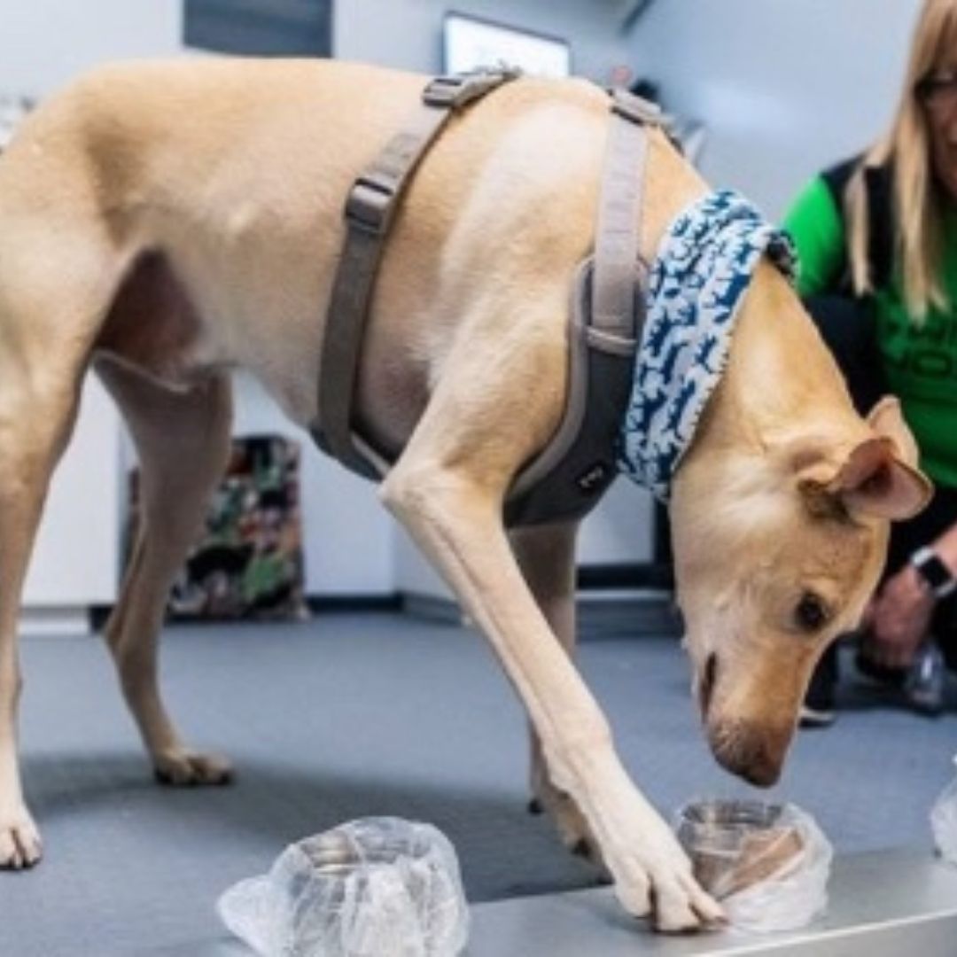 Aeroporto usa cachorros para identificar viajantes com covid-19