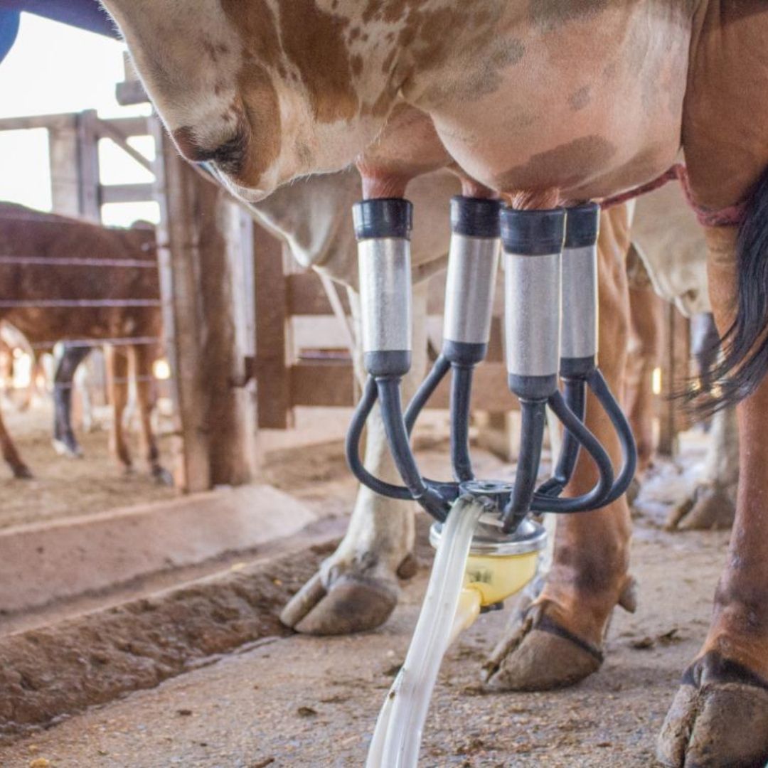 Agro em Dados de setembro destaca recuperação de preços no mercado de leite, safra de grãos e força do setor nas exportações em Goiás