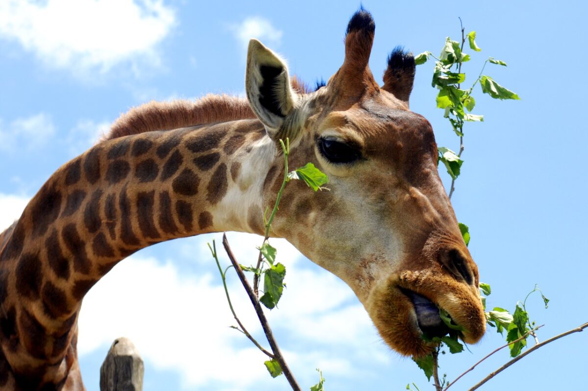 Visitas guiadas voltam ao Zoo de Brasília