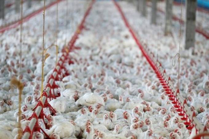 Inflação eleva consumo de cortes mais baratos de carne, como pé de frango