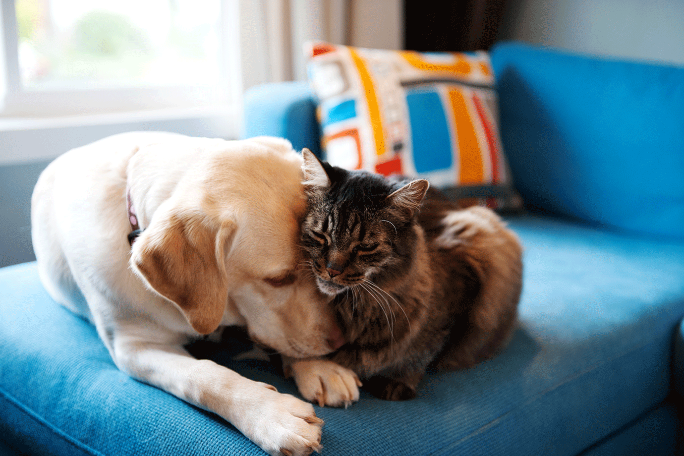 Por que fogos de artifício assustam cachorros e gatos?