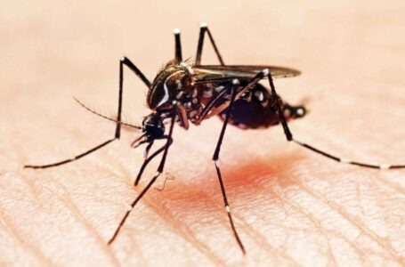 OMS: Brasil é o país com mais casos de dengue no mundo
