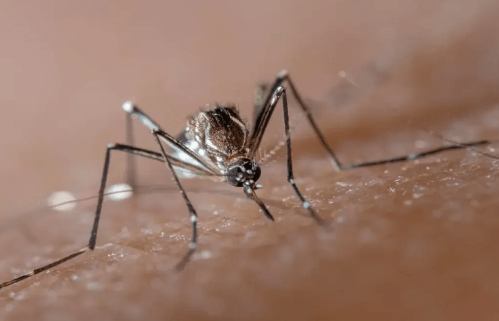 Brasil já registrou 75 mortes por dengue e mais de 500 mil casos em 2024